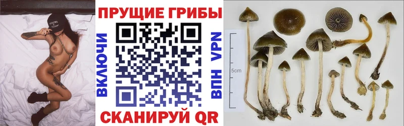Купить  Гаврилов Посад  Псилоцибиновые грибы мухоморы 